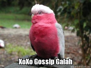 gossip galah